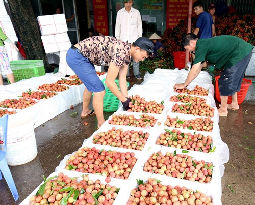 Sơ chế vải thiều trước khi đưa đi tiêu thụ tại một cơ sở kinh doanh ở thị trấn Kim, xã phượng Sơn, huyện Lục Ngạn. Sơ chế vải thiều trước khi đưa đi tiêu thụ tại một cơ sở kinh doanh ở thị trấn Kim, xã phượng Sơn, huyện Lục Ngạn.