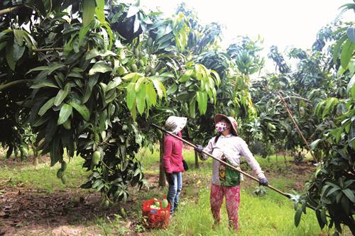 Nông dân Bắc Bình mạnh dạn chuyển đổi cơ cấu cây trồng, xây dựng nhiều mô hình nông nghiệp đem lại hiệu quả kinh tế cao