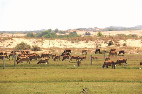 Trung tâm huyện Bắc Bình hôm nay Huyện Bắc Bình luôn quan tâm đến công tác đền ơn đáp nghĩa, với nhiều hoạt động ý nghĩa hướng về đồng đội Huyện Bắc Bình phát triển chăn nuôi bò theo hướng nông nghiệp công nghệ cao