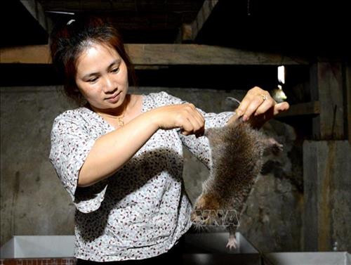 Mô hình nuôi dúi cho thu nhập cao ở Quảng Ngãi. Ảnh: Phước Ngọc-TTXVN Mô hình nuôi dúi cho thu nhập cao ở Quảng Ngãi. Ảnh: Phước Ngọc-TTXVN