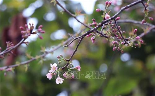 Bước vào tháng 11, năng lượng của cây sau quá trình gạn lọc, chắt chiu trong những ngày nắng nóng, mưa lạnh sẽ đổ dồn, tích tụ lên từng chồi non, nụ hoa. Ảnh: Xuân Tiến - TTXVN Bước vào tháng 11, năng lượng của cây sau quá trình gạn lọc, chắt chiu trong những ngày nắng nóng, mưa lạnh sẽ đổ dồn, tích tụ lên từng chồi non, nụ hoa. Ảnh: Xuân Tiến - TTXVN
