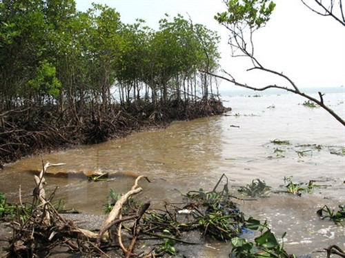 Sóng biển xâm thực mạnh vào đất liền tại huyện Gò Công. (Ảnh: Minh Trí/TTXVN)