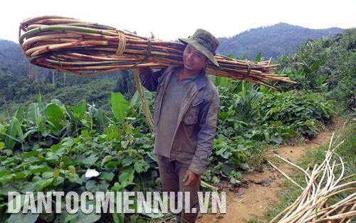 Đồng bào dân tộc ở các xã vùng cao thuộc huyện Nam Giang trồng cây mây rừng bán cho các cơ sở sản xuất hàng thủ công mỹ nghệ. Ảnh: Đỗ Trưởng
