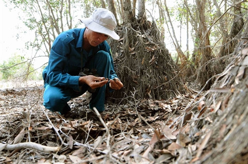 Kiểm tra độ ẩm của đất phòng chống cháy rừng tại Khu bảo tồn đất ngập nước Láng Sen - khu Ramsar thứ 7 của Việt Nam - tại Huyện Tân Hưng (Long An).