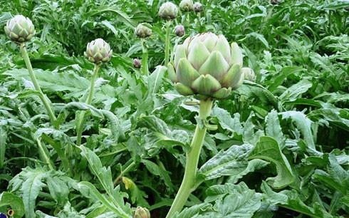 Tác dụng tuyệt vời của cây atisô ảnh 1