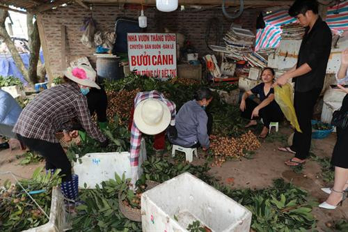 Những năm gần đây, nhờ trồng nhãn chín muộn, đời sống của người dân xã Song Phương, huyện Hoài Đức được nâng lên rõ rệt. Ảnh: Lê Lan Hương Để đẩy mạnh tiêu thụ nhãn chín muộn, Sở Nông nghiệp và Phát triển nông thôn Hà Nội phối hợp với huyện Quốc Oai và Trung tâm Xúc tiến Đầu tư - Thương mại - Du lịch Hà Nội tổ chức kết nối doanh nghiệp và nông dân, đưa sản phẩm nhãn chín muộn xuất khẩu đi Mỹ và châu Âu; vào các chuỗi siêu thị, cửa hàng tiện ích, cửa hàng nông sản an toàn trên địa bàn thành phố. Ảnh: Lê Lan Hương Để nhãn chín muộn vượt qua được những hàng rào kỹ thuật thâm nhập vào thị trường quốc tế có sự đóng góp không nhỏ của các nhà quản lý, nhà khoa học, cơ quan chuyên môn, đặc biệt là các doanh nghiệp. Ảnh: Lê Lan Hương