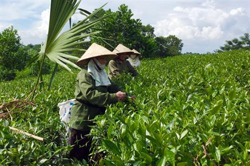 Chè Chùa Tà được hái theo đúng kỹ thuật “một tôm, hai lá” giúp đảm bảo chất lượng chè thành phẩm trong chế biến. Ảnh minh họa: baophutho.vn Chè Chùa Tà được hái theo đúng kỹ thuật “một tôm, hai lá” giúp đảm bảo chất lượng chè thành phẩm trong chế biến. Ảnh minh họa: baophutho.vn