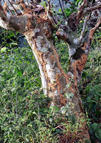 Nhiều cây chè hàng trăm năm tuổi bị chết vì bị mối ăn. Nhiều cây chè hàng trăm năm tuổi bị chết vì bị mối ăn.