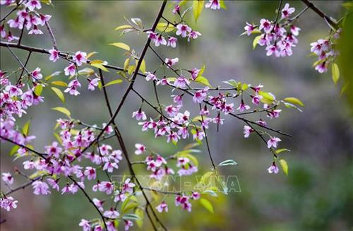 Hoa Tớ dày bung nở trên khắp núi đồi ở Chiêu Ly. Ảnh: Xuân Tư – TTXVN Hoa Tớ dày bung nở trên khắp núi đồi ở Chiêu Ly. Ảnh: Xuân Tư – TTXVN