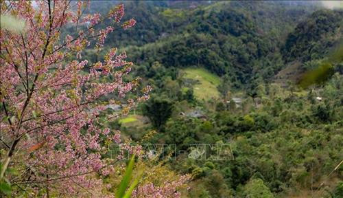 Hoa đào bung nở trên khắp núi đồi ở Chiêu Ly. Ảnh: Xuân Tư – TTXVN Hoa đào bung nở trên khắp núi đồi ở Chiêu Ly. Ảnh: Xuân Tư – TTXVN