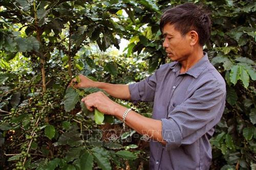 Ông Nọi chăm sóc cà phê. Ảnh: Diệp Anh - TTXVN Ông Nọi chăm sóc cà phê. Ảnh: Diệp Anh - TTXVN