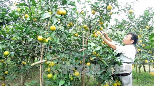 Cam Xã Đoài vẫn đắt khách dù được bán với giá 50kg/quả. Ảnh: Tá Chuyên - TTXVN Cam Xã Đoài vẫn đắt khách dù được bán với giá 50kg/quả. Ảnh: Tá Chuyên - TTXVN