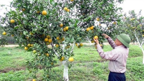 Đặc sản cam Xã Đoài thường cháy hàng vào dịp giáp Tết. Ảnh: Tá Chuyên - TTXVN Đặc sản cam Xã Đoài thường cháy hàng vào dịp giáp Tết. Ảnh: Tá Chuyên - TTXVN