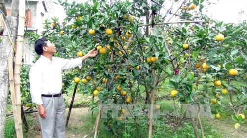 Vườn cam Xã Đoài của gia đình ông Phan Công Hưởng, xóm 8, xã Nghi Diên, huyện Nghi Lộc mỗi năm bán khoảng 5.000 quả trong dịp Tết. Ảnh: Tá Chuyên - TTXVN Vườn cam Xã Đoài của gia đình ông Phan Công Hưởng, xóm 8, xã Nghi Diên, huyện Nghi Lộc mỗi năm bán khoảng 5.000 quả trong dịp Tết. Ảnh: Tá Chuyên - TTXVN