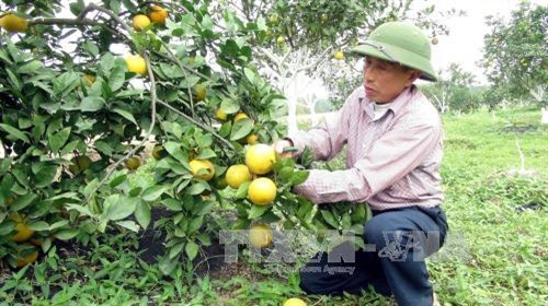 Thu hoạch cam tại trang trại cam Xã Đoài, huyện Nghi Lộc. Ảnh: Tá Chuyên - TTXVN Thu hoạch cam tại trang trại cam Xã Đoài, huyện Nghi Lộc. Ảnh: Tá Chuyên - TTXVN