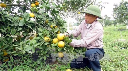 Thu hoạch cam tại trang trại cam Xã Đoài, huyện Nghi Lộc. Ảnh: Tá Chuyên - TTXVN