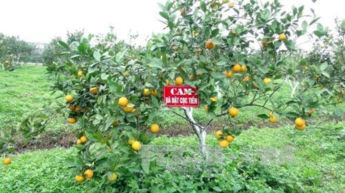 Nhiều cây cam trĩu quả, vàng óng tại trang trại cam Xã Đoài. Ảnh: Tá Chuyên - TTXVN Nhiều cây cam trĩu quả, vàng óng tại trang trại cam Xã Đoài. Ảnh: Tá Chuyên - TTXVN