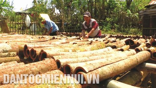 Công đoạn phơi quế thường kéo dài từ 8 đến 10 ngày, cuộn tròn và cách xa mặt đất nhằm hạn chế sự bay hơi của dầu. Ảnh: Nguyễn Sơn Công đoạn phơi quế thường kéo dài từ 8 đến 10 ngày, cuộn tròn và cách xa mặt đất nhằm hạn chế sự bay hơi của dầu. Ảnh: Nguyễn Sơn