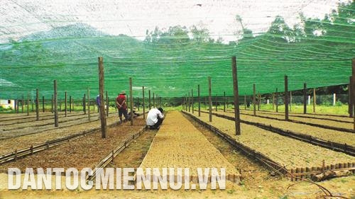 Vườn ươm quế giống ở huyện Nam Trà My. Ảnh: Nguyễn Sơn