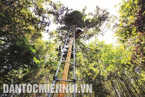 Nhằm đẩy mạnh sản xuất ở những vùng khó khăn, tỉnh Quảng Nam đã tổ chức quy hoạch, phát triển cây quế theo hướng chuyên canh. Ảnh: Nguyễn Sơn Nhằm đẩy mạnh sản xuất ở những vùng khó khăn, tỉnh Quảng Nam đã tổ chức quy hoạch, phát triển cây quế theo hướng chuyên canh. Ảnh: Nguyễn Sơn