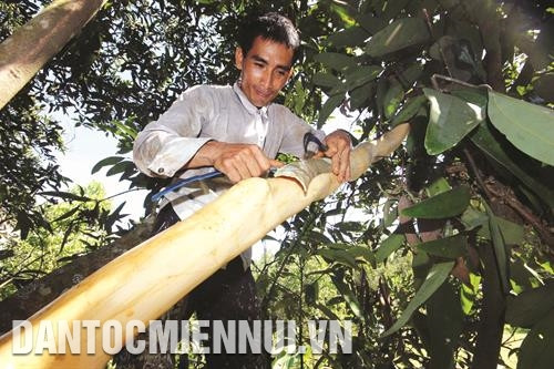 Vào mùa thu hoạch quế (khoảng tháng 3 âm lịch), những người thợ lại vắt vẻo trên thân cây để bóc vỏ quế. Ảnh: Nguyễn Sơn Vào mùa thu hoạch quế (khoảng tháng 3 âm lịch), những người thợ lại vắt vẻo trên thân cây để bóc vỏ quế. Ảnh: Nguyễn Sơn
