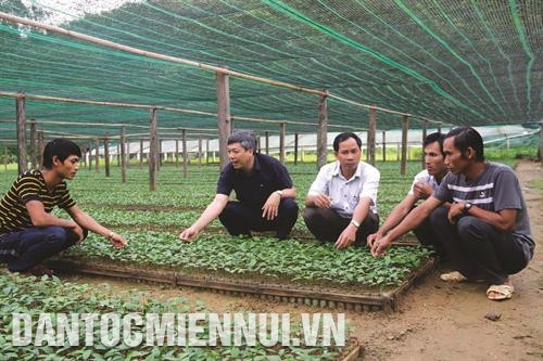 Cán bộ huyện Nam Trà My trao đổi kinh nghiệm trồng quế với đồng bào. Ảnh: Nguyễn Sơn