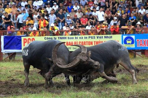 Pha móc cáng sừng của hai “ông” trâu. Ảnh: An Đăng - TTXVN Pha móc cáng sừng của hai “ông” trâu. Ảnh: An Đăng - TTXVN