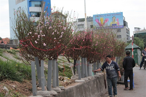 Người trồng hoa mang đào ra bán tại đường Âu Cơ (Hà Nội). Ảnh: Đỗ Phương Anh - TTXVN