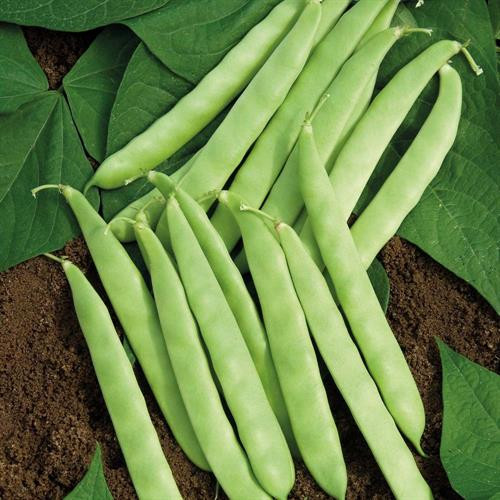 Công dụng chữa bệnh tuyệt vời của đậu cô ve ảnh 2 Công dụng chữa bệnh tuyệt vời của đậu cô ve ảnh 2