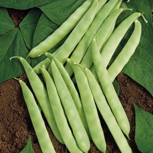 Công dụng chữa bệnh tuyệt vời của đậu cô ve ảnh 2