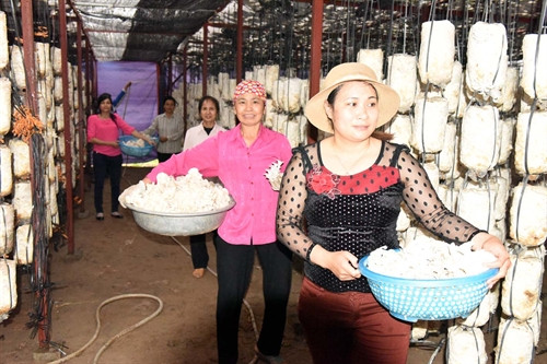 Mô hình trồng nấm cho thu nhập cao ở HTX Dịch vụ Tổng hợp Đại Trường, huyện Ba Vì – Hà Nội.