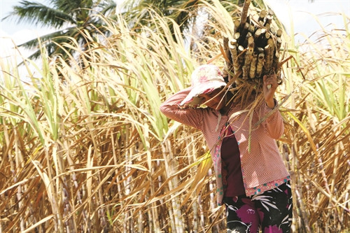 Hạn hán, xâm nhập mặn đã ảnh hưởng lớn đến sản lượng mía của người dân ở huyện đảo Cù Lao Dung - nơi chịu tác động của biến đổi khí hậu nhiều nhất ở Sóc Trăng Hạn hán, xâm nhập mặn đã ảnh hưởng lớn đến sản lượng mía của người dân ở huyện đảo Cù Lao Dung - nơi chịu tác động của biến đổi khí hậu nhiều nhất ở Sóc Trăng