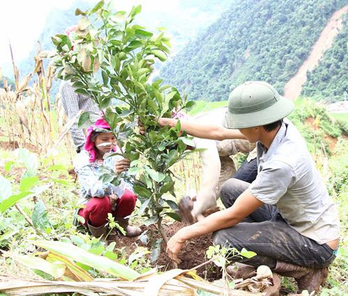 Bà con bản Bầu mong rằng cây bưởi da xanh sẽ sớm đem lại hiệu quả kinh tế để xóa đói, giảm nghèo. Bà con bản Bầu mong rằng cây bưởi da xanh sẽ sớm đem lại hiệu quả kinh tế để xóa đói, giảm nghèo.