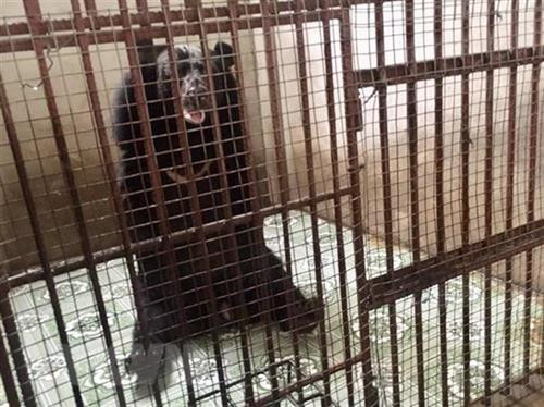 Một cá thể gấu bị nuôi nhốt trong chuồng trước lúc được giải cứu. Ảnh: Nguyễn Văn Việt - TTXVN