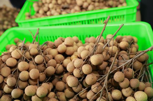 Theo quy hoạch đến năm 2020, vùng sản xuất nhãn chín muộn của huyện Hoài Đức là 250 ha, chủ yếu tập trung tại các xã: An Thượng, Đông Lao, Song Phương. Được sự hỗ trợ của Trung tâm Phát triển cây trồng Hà Nội trong việc áp dụng quy trình VietGAP, đặc biệt là sử dụng chế phẩm nano bạc phòng ngừa sâu bệnh hại nên chất lượng nhãn chín muộn Hà Nội được nâng lên, mã quả sáng, bóng và đẹp hơn.