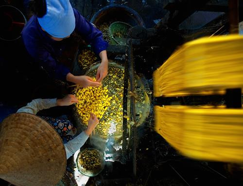 Suốt chiều dài lịch sử vài trăm năm sinh tồn với nghề dâu tằm, Cổ Chất trở thành một làng nghề nổi tiếng khắp vùng miền gần xa. Ảnh: internet