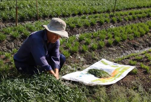 Ông Danh Hóa thu hoạch hẹ. Ảnh: Hồng Đạt – TTXVN Ông Danh Hóa thu hoạch hẹ. Ảnh: Hồng Đạt – TTXVN