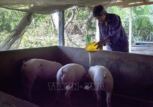 Ông Danh Hóa chăm sóc đàn lợn. Ảnh: Hồng Đạt - TTXVN Ông Danh Hóa chăm sóc đàn lợn. Ảnh: Hồng Đạt - TTXVN