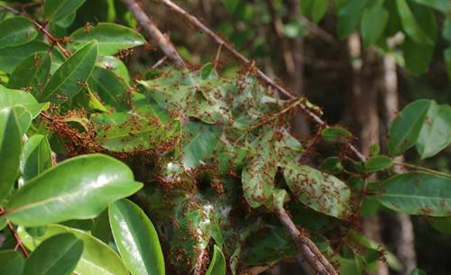 Những thợ săn kiến vàng thường đi dọc suối và tập trung quan sát trên các ngọn cây để tìm tổ kiến. Tổ kiến được những con kiến vàng to, vàng ươm, bụng căng mọng bảo vệ. Những tổ kiến nhỏ ở gần mặt đất, thợ săn kiến dễ dàng bắt cả tổ mang về. Những tổ kiến vàng có kích thước “khủng” thường được làm trên cây cao, thợ săn kiến phải leo lên mới bắt được tổ. Tuy nhiên việc bắt kiến không phải lúc nào cũng suôn sẻ. Tổ kiến bị vỡ, kiến tràn ra ngoài. Kiến vàng trưởng thành, kiến con, trứng kiến nằm lăn lóc trên đất. Ông Nay Mơ (buôn Chư Krih, xã Chư Drăng, huyện Krông Pa) dùng tay không bắt kiến. Cả tổ kiến được bắt bỏ vào bao mang sẵn. Kiến vàng và trứng kiến được rang sơ trên chảo nóng rồi loại bỏ phần rác, lá cây. Kiến vàng và trứng kiến đã được làm sạch, chuẩn bị chế biến muối kiến vàng. Kiến vàng và trứng kiến được giã cùng một số gia vị khác như muối, ớt rừng, lá thèn len… Muối kiến vàng có vị chua, mặn nên có thể ăn không hoặc ăn chung với cơm trắng, rau luộc, thịt luộc, thịt bò….. Những thợ săn kiến vàng thường đi dọc suối và tập trung quan sát trên các ngọn cây để tìm tổ kiến. Tổ kiến được những con kiến vàng to, vàng ươm, bụng căng mọng bảo vệ. Những tổ kiến nhỏ ở gần mặt đất, thợ săn kiến dễ dàng bắt cả tổ mang về. Những tổ kiến vàng có kích thước “khủng” thường được làm trên cây cao, thợ săn kiến phải leo lên mới bắt được tổ. Tuy nhiên việc bắt kiến không phải lúc nào cũng suôn sẻ. Tổ kiến bị vỡ, kiến tràn ra ngoài. Kiến vàng trưởng thành, kiến con, trứng kiến nằm lăn lóc trên đất. Ông Nay Mơ (buôn Chư Krih, xã Chư Drăng, huyện Krông Pa) dùng tay không bắt kiến. Cả tổ kiến được bắt bỏ vào bao mang sẵn. Kiến vàng và trứng kiến được rang sơ trên chảo nóng rồi loại bỏ phần rác, lá cây. Kiến vàng và trứng kiến đã được làm sạch, chuẩn bị chế biến muối kiến vàng. Kiến vàng và trứng kiến được giã cùng một số gia vị khác như muối, ớt rừng, lá thèn len… Muối kiến vàng có vị chua, mặn nên có thể ăn không hoặc ăn chung với cơm trắng, rau luộc, thịt luộc, thịt bò…..