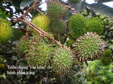 Bệnh gây hại nặng trên các vườn trồng dày, rậm rạp. Ảnh: snnptnt.bentre.gov.vn Bệnh gây hại nặng trên các vườn trồng dày, rậm rạp. Ảnh: snnptnt.bentre.gov.vn