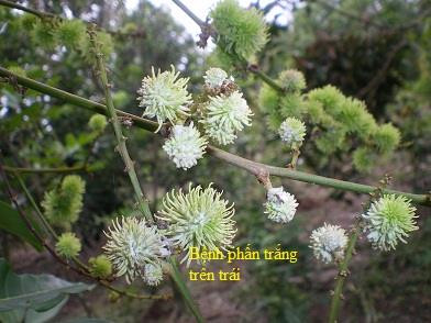 Bệnh phấn trắng gây hại chôm chôm. Ảnh: snnptnt.bentre.gov.vn Bệnh phấn trắng gây hại chôm chôm. Ảnh: snnptnt.bentre.gov.vn