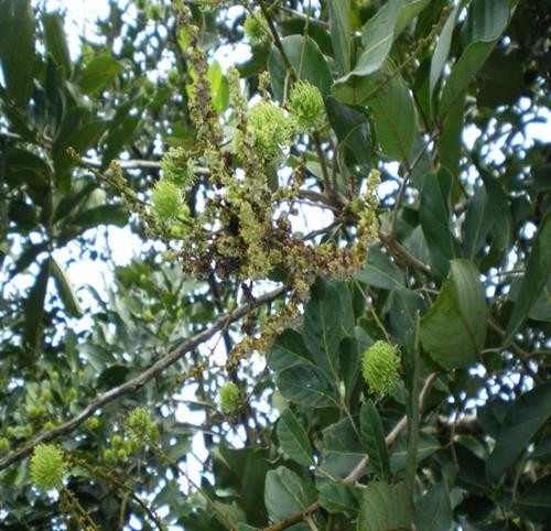 Bệnh phấn trắng gây hại trên bông. Ảnh: snnptnt.bentre.gov.vn Bệnh phấn trắng gây hại trên bông. Ảnh: snnptnt.bentre.gov.vn