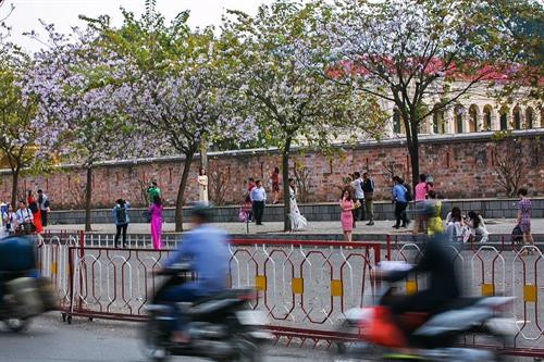 Hoa ban Tây Bắc nở giữa lòng Hà Nội ảnh 16