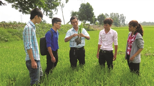 Hướng dẫn sinh viên nghiên cứu, nhận dạng sâu bệnh trên cây lúa tại trường Đại học An Giang Hướng dẫn sinh viên nghiên cứu, nhận dạng sâu bệnh trên cây lúa tại trường Đại học An Giang