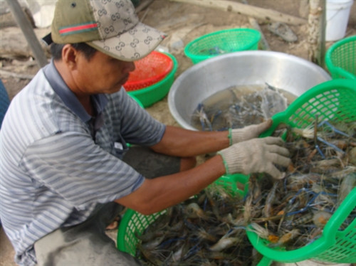 Thu hoạch tôm càng xanh ở ấp Bình Hòa, xã Bình Thạnh (thị xã Hồng Ngự, tỉnh Đồng Tháp)