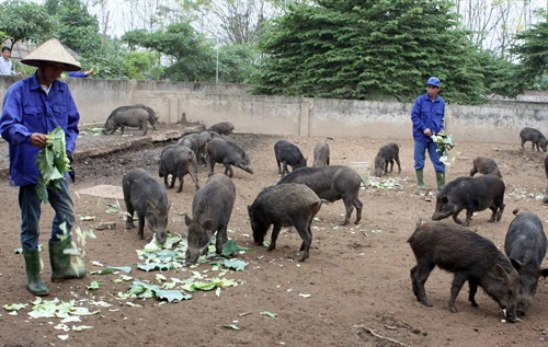 Công nhân chăm sóc đàn lợn tại trang trại.