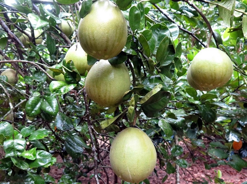 Vườn bưởi trụ lông Đại Bình ở xã Quế Trung.