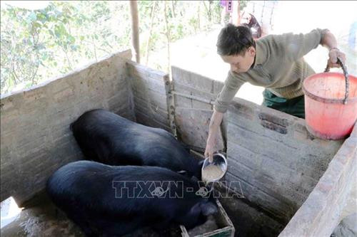 Sau khi uống thuốc cai nghiện bằng Methadone, hằng ngày anh Dì A San đã có thể tập trung vào trồng trọt, chăn nuôi. Ảnh: Công Tuyên - TTXVN Sau khi uống thuốc cai nghiện bằng Methadone, hằng ngày anh Dì A San đã có thể tập trung vào trồng trọt, chăn nuôi. Ảnh: Công Tuyên - TTXVN