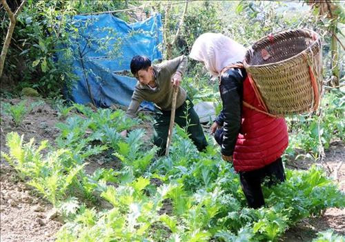 Sau khi uống thuốc cai nghiện bằng Methadone, hằng ngày anh Dì A San đã có thể tập trung vào phát triển kinh tế gia đình. Ảnh: Công Tuyên - TTXVN Sau khi uống thuốc cai nghiện bằng Methadone, hằng ngày anh Dì A San đã có thể tập trung vào phát triển kinh tế gia đình. Ảnh: Công Tuyên - TTXVN