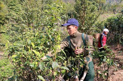 Sau khi uống thuốc cai nghiện bằng Methadone, hằng ngày anh Dì A San đã có thể tập trung vào trồng trọt, chăn nuôi, phát triển kinh tế gia đình. Ảnh: Công Tuyên - TTXVN Sau khi uống thuốc cai nghiện bằng Methadone, hằng ngày anh Dì A San đã có thể tập trung vào trồng trọt, chăn nuôi, phát triển kinh tế gia đình. Ảnh: Công Tuyên - TTXVN